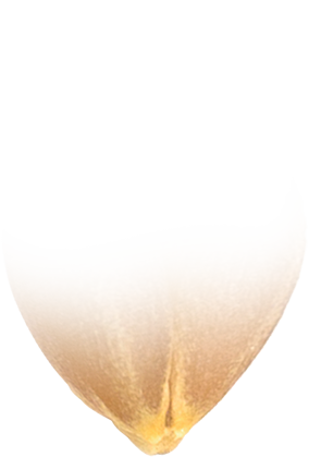 Ardent Mills - Kernel Logo - fade 4