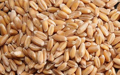 Spelt Flour & Grains