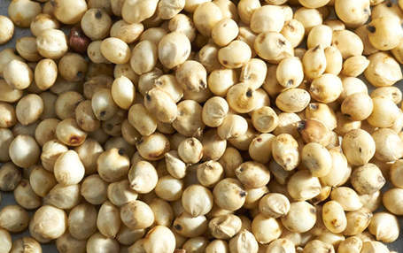 Sorghum Flour, Grains & Blends