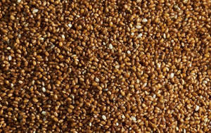 Teff Flour & Grains