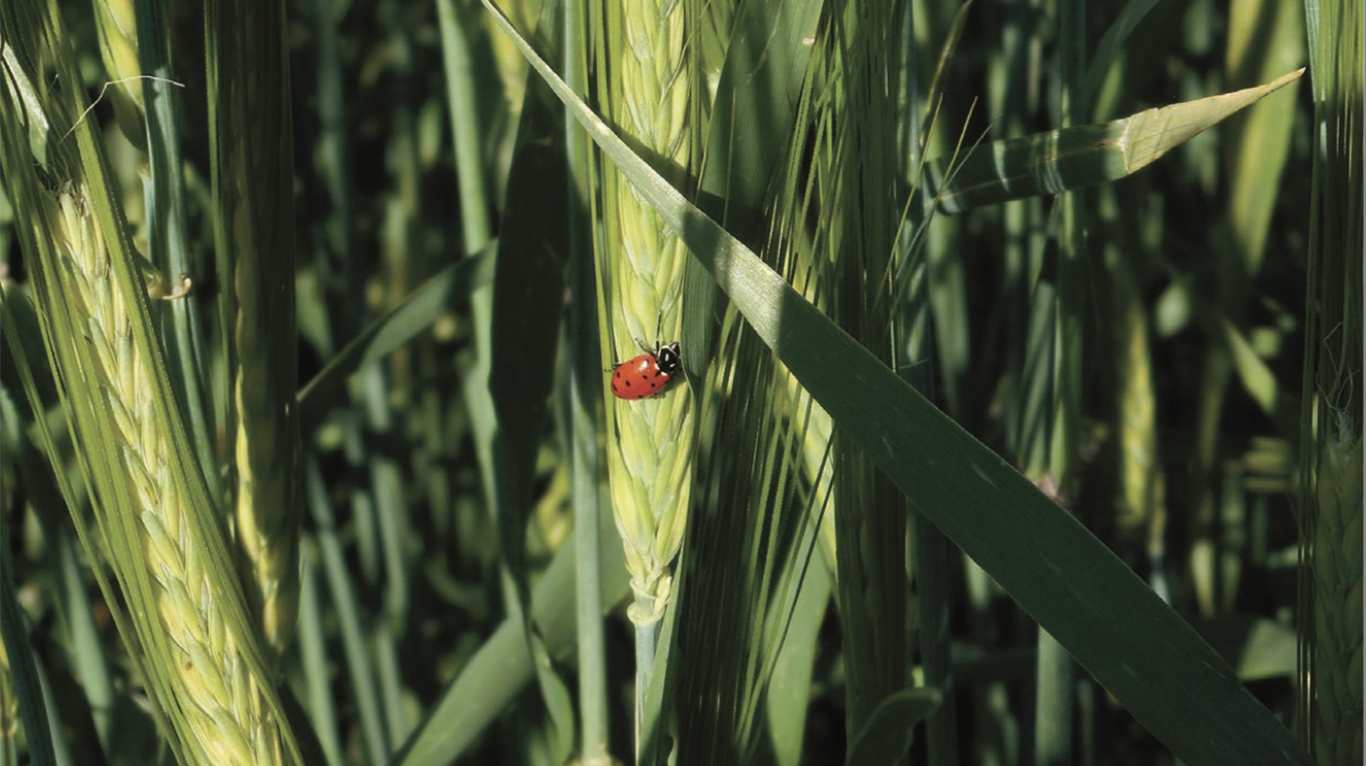 Nature’s Color™ Barley Adds Multisensory Appeal to Food and Beverages - Image