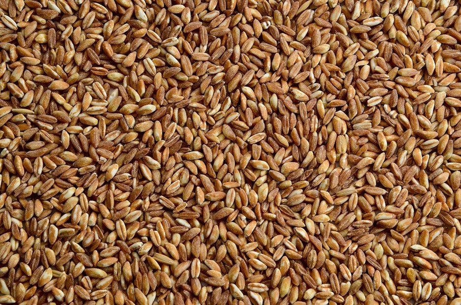 Spotlight on Spelt: The Rising Popularity of an Ancient Grain - Image