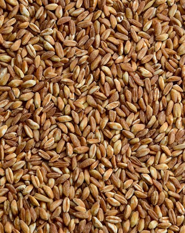 Spotlight on Spelt: The Rising Popularity of an Ancient Grain