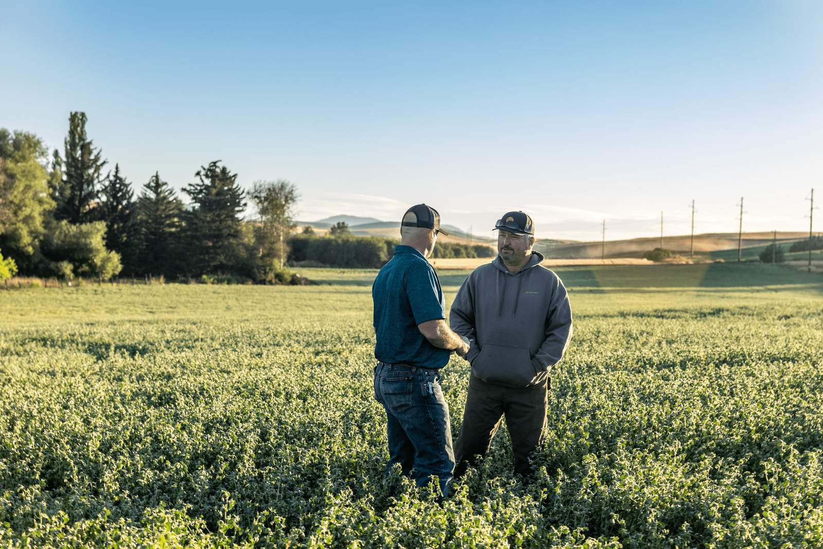 Ardent Mills Harvest-Chickpea