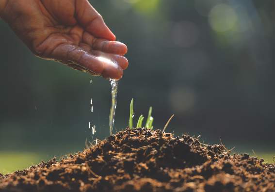 Hand Watering Wheat Plant .png